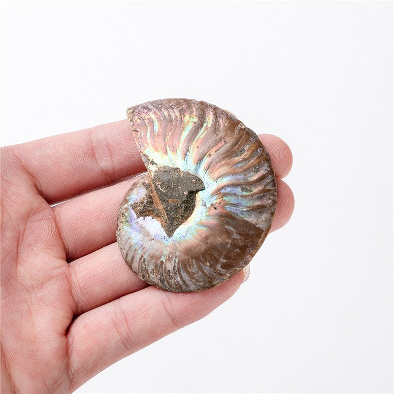 Natural Ammonited Shell Fossil