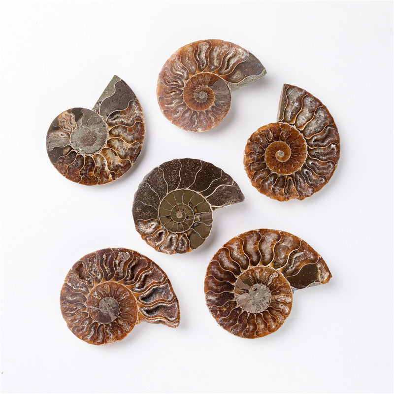 Natural Ammonited Shell Fossil