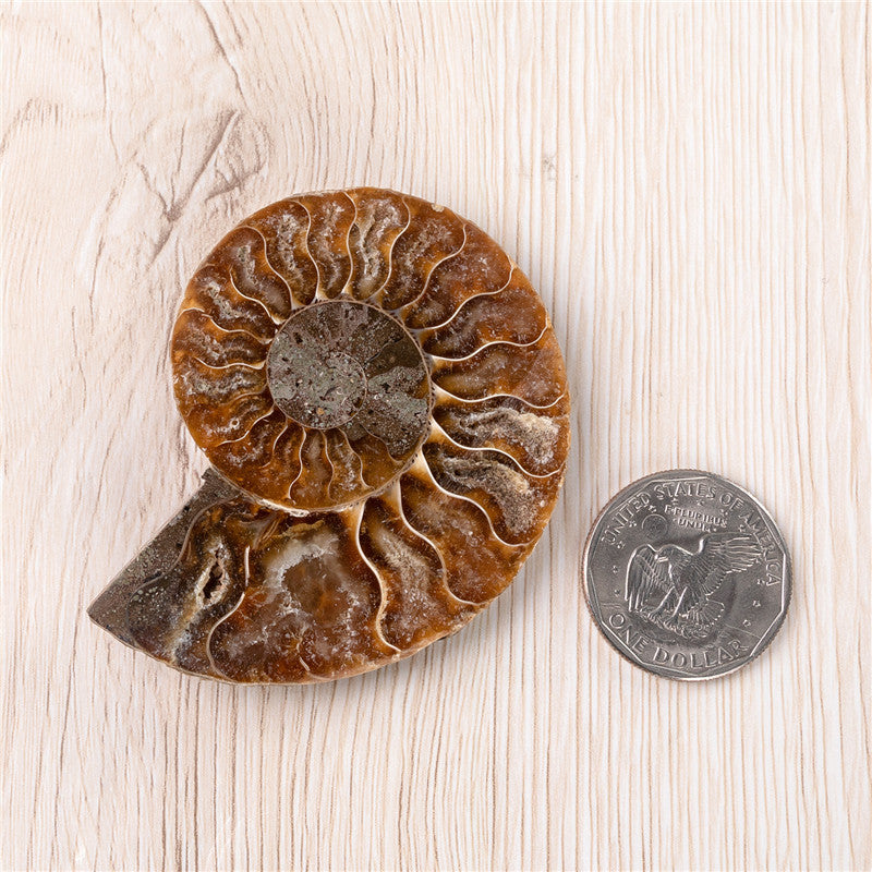 Natural Ammonited Shell Fossil