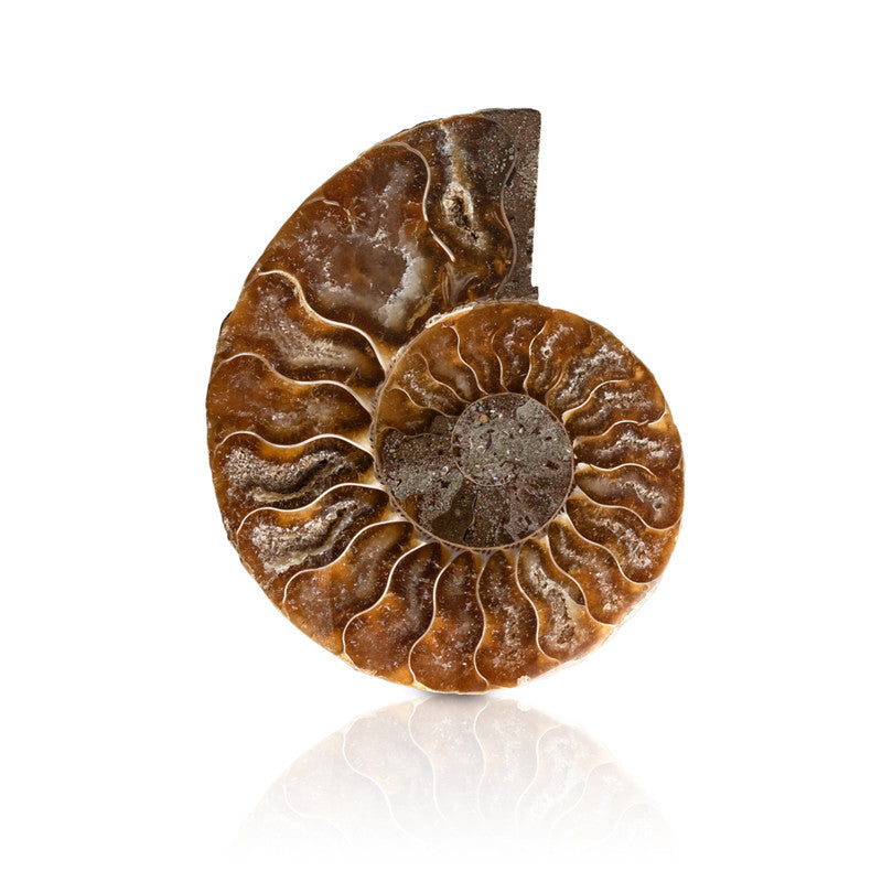 Natural Ammonited Shell Fossil