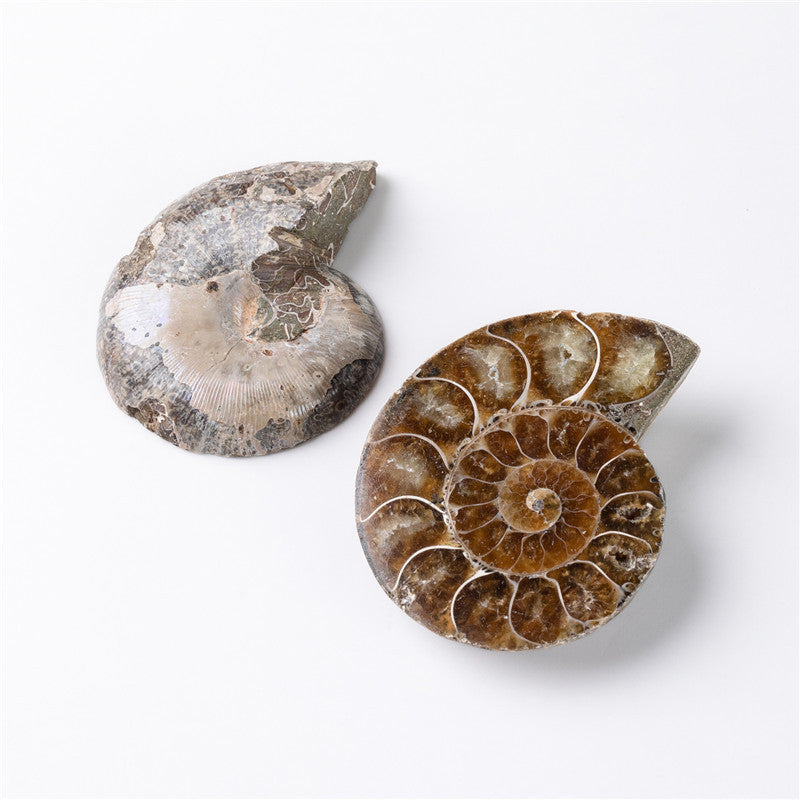 Natural Ammonited Shell Fossil