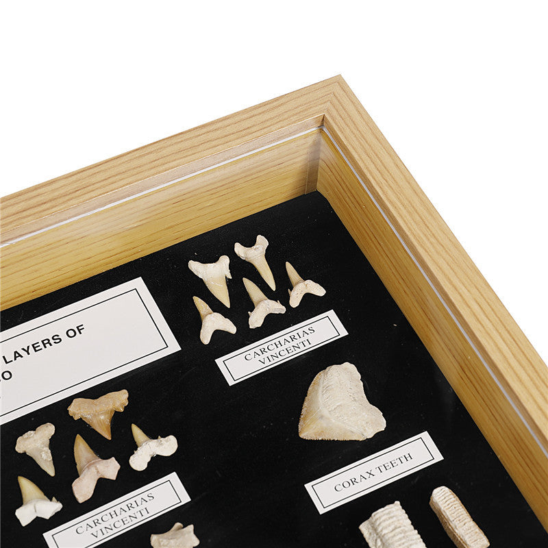 Natural Genuine Shark Teeth Specimen Decoration Natural Fossil