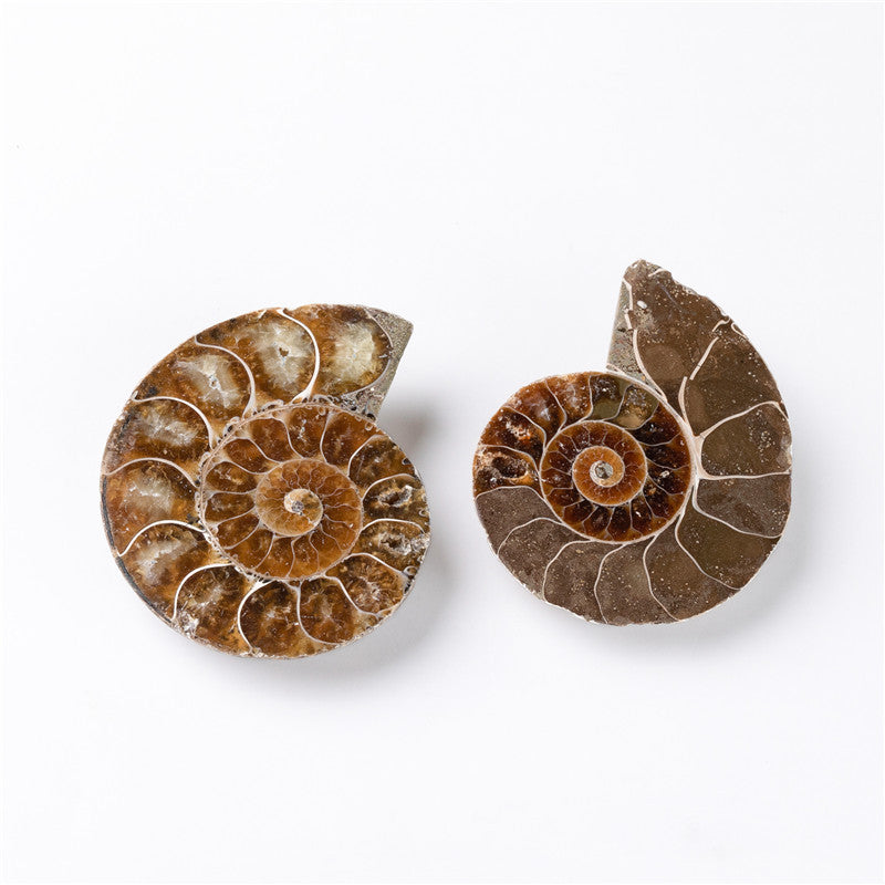 Natural Ammonited Shell Fossil