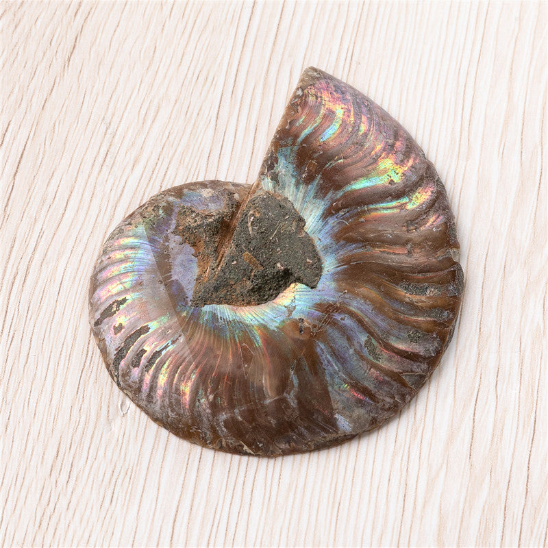 Natural Ammonited Shell Fossil